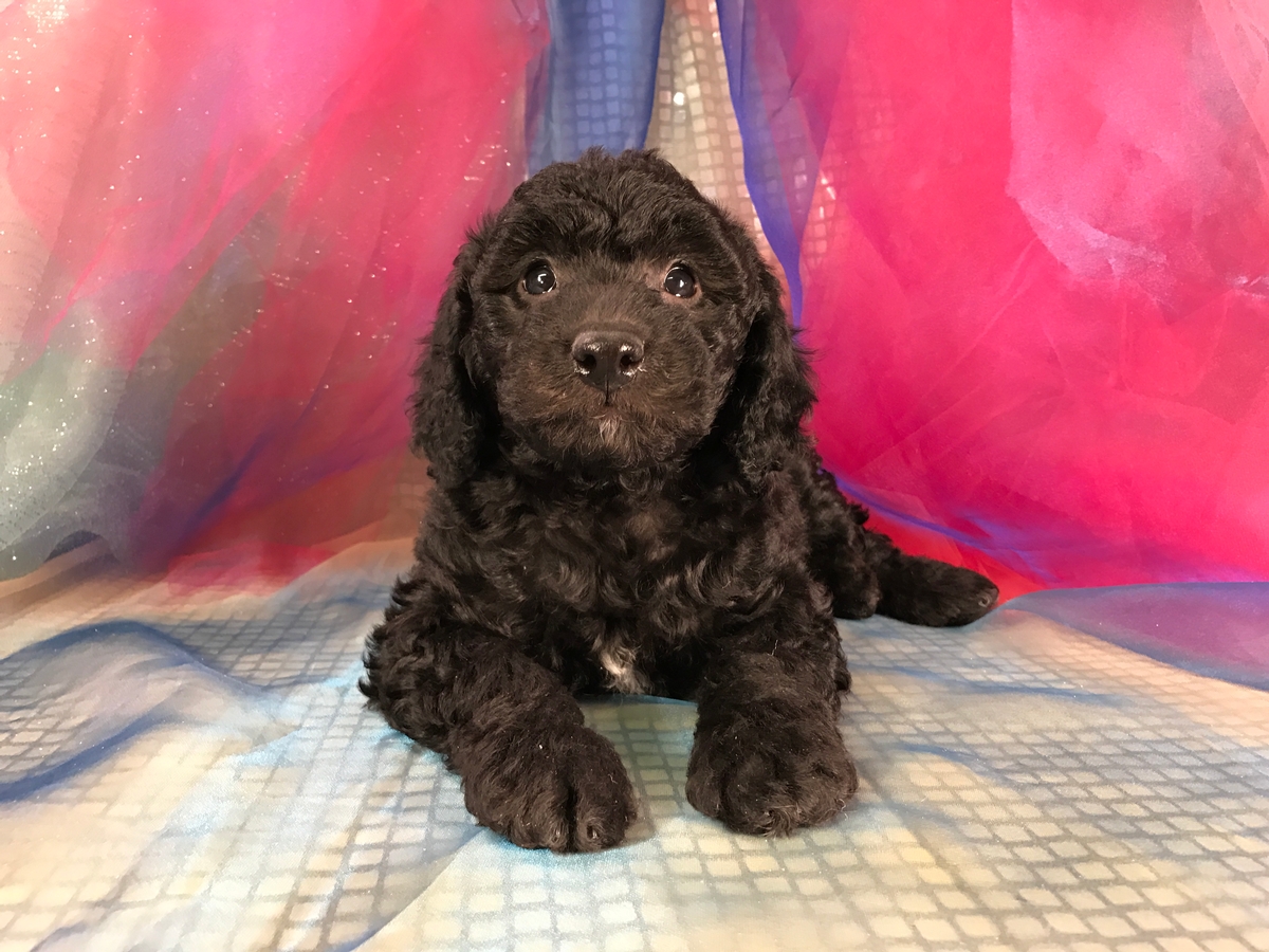 Black Male Miniature Goldendoodle Puppy for Sale, $1500